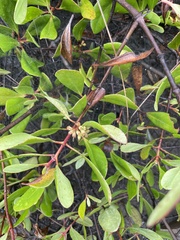 Scyphiphora hydrophylacea