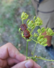 Graphosoma italicum