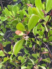 Scyphiphora hydrophylacea