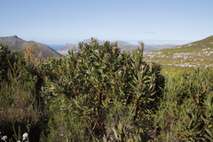 Protea lepidocarpodendron