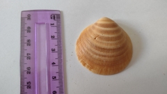Glycymeris glycymeris