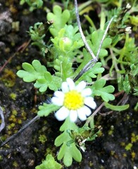 Brachyscome goniocarpa