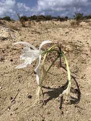 Pancratium maritimum