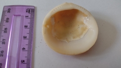 Glycymeris glycymeris