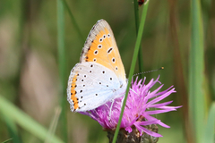 Lycaena dispar