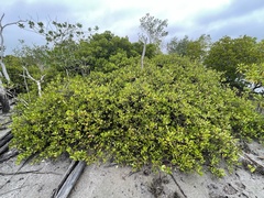 Scyphiphora hydrophylacea