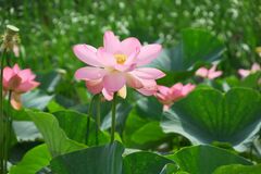 Nelumbo nucifera