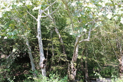 Platanus mexicana