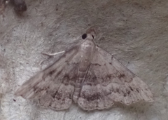 Phalaenostola larentioides