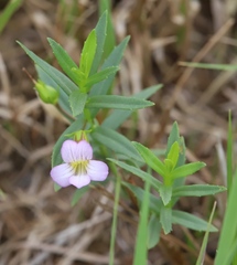 Gratiola officinalis
