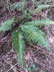 Polystichum aculeatum