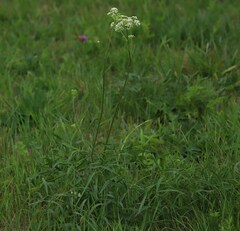 Peucedanum coriaceum