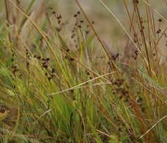 Juncus