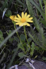 Senecioninae