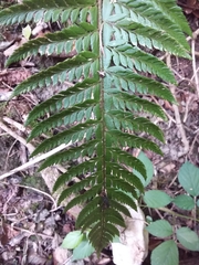 Polystichum aculeatum