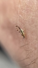 Eucallipterus tiliae