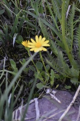 Senecioninae