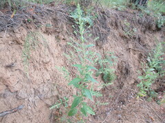 Axyris amaranthoides