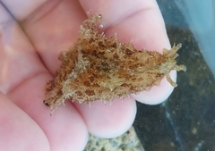 Dolabella auricularia