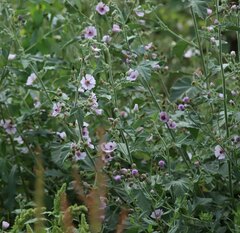 Althaea officinalis