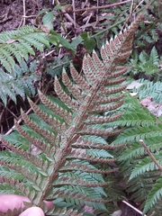 Polystichum aculeatum