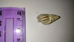 Tritia reticulata