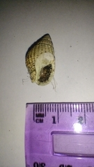 Tritia reticulata