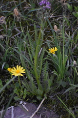 Senecioninae