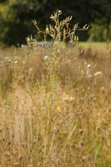 Lactuca serriola