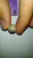 Tritia reticulata
