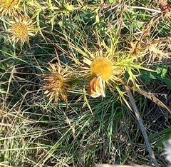 Papilionoidea