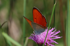 Lycaena dispar