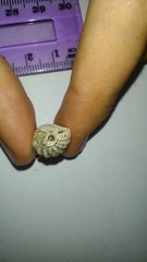 Tritia reticulata