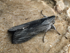 Cucullia lucifuga