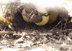 Latrodectus tredecimguttatus