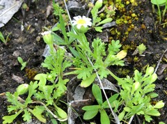 Brachyscome goniocarpa