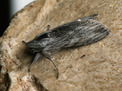 Cucullia lucifuga