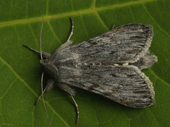 Cucullia lucifuga