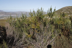 Cliffortia