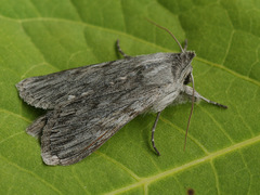Cucullia lucifuga