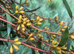 Eucalyptus leptophylla