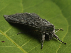 Cucullia lucifuga