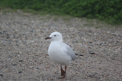 Chroicocephalus novaehollandiae