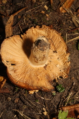 Russula foetens