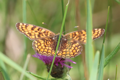 Melitaea phoebe