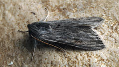 Cucullia lucifuga