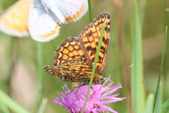 Melitaea phoebe