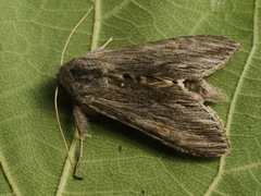 Cucullia lucifuga