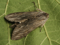 Cucullia lucifuga