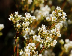 Diosma